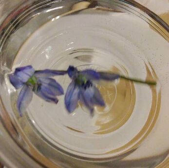 blue flowers floating in bowl of water