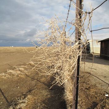 wire fence in desert with tumbleweed